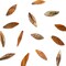 Sea Shell Hand Crafted Leaf Shape 14 Beads (15 x 45mm) - Beige